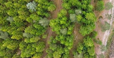 Forêt verdoyante représentant l'engagement de l'entreprise envers l'environnement et la durabilité.